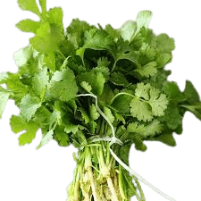 CORRIANDER AMERICAN LONG STANDING 10GMs