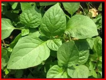 BLACK NIGHT SHADE 100G