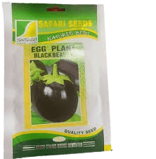 EGGPLANT BLACK BEUTY GAL 10G